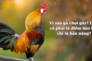 Vì sao gà chọi gáy? Liệu có phải là điềm báo hay chỉ là bản năng?