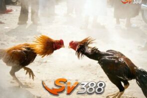 Đánh Giá Nhà Cái Đá Gà SV388 Có Nên Chơi Không?