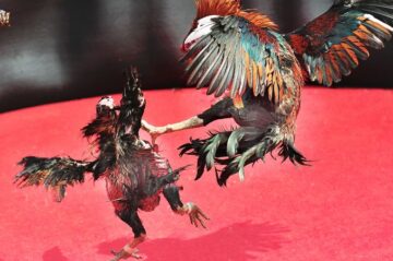 Bí Quyết Cược Gà Tại Bomwin – Chiến Lược Thắng Lớn